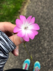 Eudianthe coeli-rosa