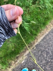 Eudianthe coeli-rosa