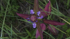 Prunella vulgaris lanceolata