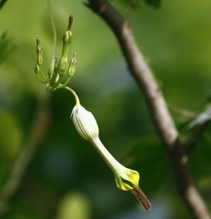Ceropegia candelabrum biflora