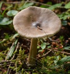Amanita submembranacea