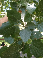 Populus × canescens