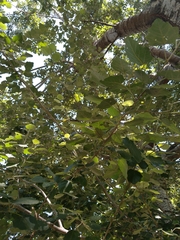 Populus × canescens