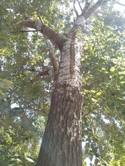 Populus × canescens