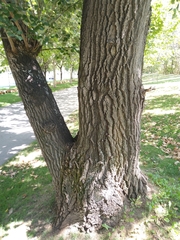 Populus × canescens