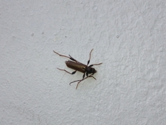 Phymatodes testaceus