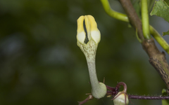 Ceropegia evansii
