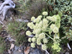 Angelica morrisonicola