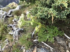 Angelica morrisonicola