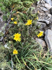 Picris hieracioides morrisonensis