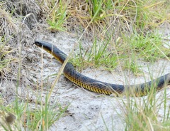 Notechis scutatus occidentalis