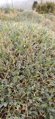 Astragalus angustifolius balcanicus