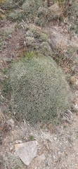 Astragalus angustifolius balcanicus