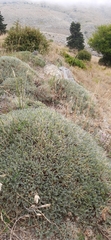 Astragalus angustifolius balcanicus