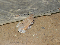 Sclerophrys superciliaris
