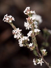 Leucopogon microphyllus pilibundus