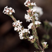 Leucopogon microphyllus pilibundus - Photo (c) Kaitlyn, some rights reserved (CC BY-NC), uploaded by Kaitlyn