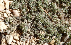 Oxytropis oreophila