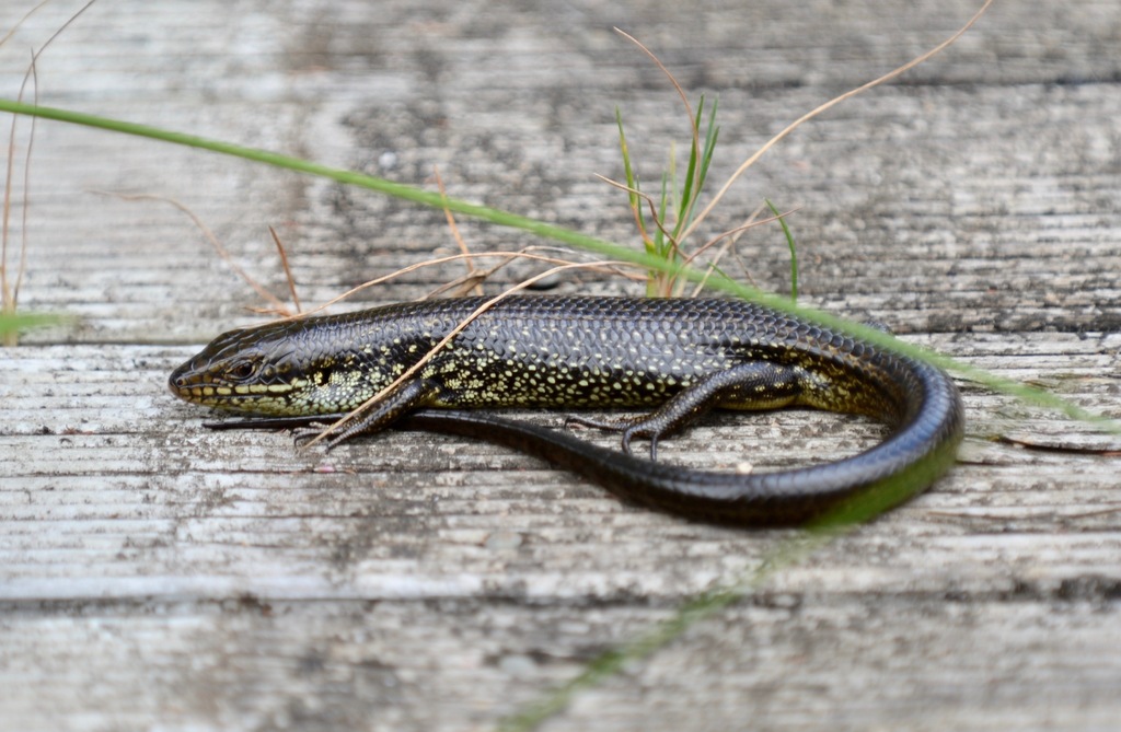 Western Glossy Swamp Skink