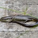 Western Glossy Swamp Skink - Photo (c) marcelfinlay, some rights reserved (CC BY-NC), uploaded by marcelfinlay
