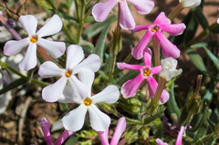 Phlox stansburyi