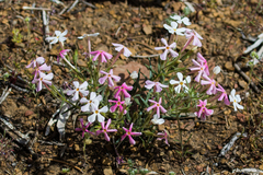 Phlox stansburyi