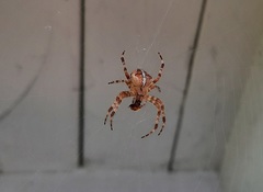 Araneus diadematus