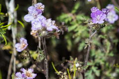 Phacelia vallis-mortae