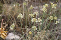 Allium marschalianum