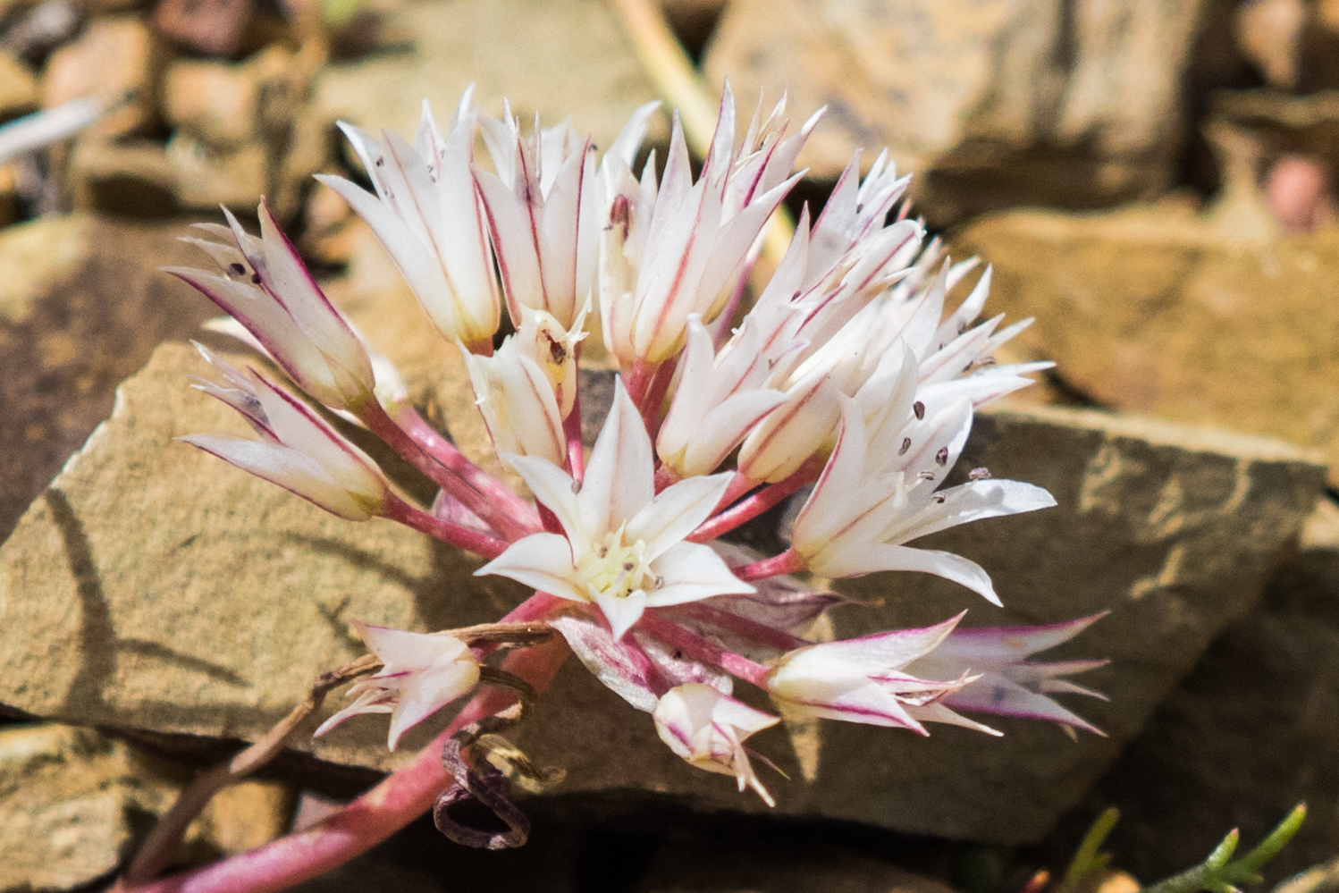Allium atrorubens var. cristatum