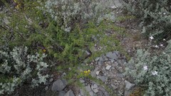 Vachellia glandulifera