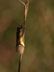 Philobota strigatella