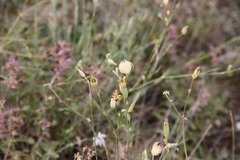 Dianthus marschallii