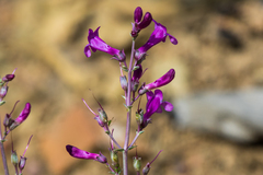 Penstemon patens
