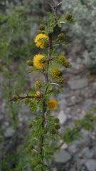Vachellia glandulifera