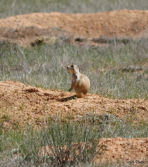 Cynomys parvidens