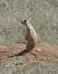 Cynomys parvidens