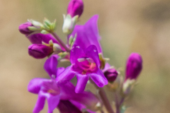 Penstemon patens