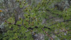 Vachellia glandulifera