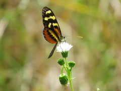 Mechanitis polymnia lycidice