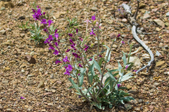 Penstemon patens