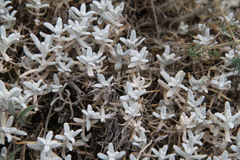 Cerastium biebersteinii