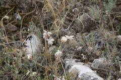 Anthyllis vulneraria boissieri