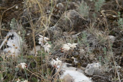 Anthyllis vulneraria boissieri