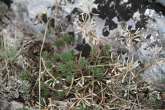 Draba cuspidata