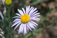 Erigeron breweri porphyreticus
