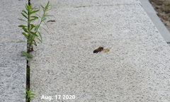 Megachile pseudomonticola