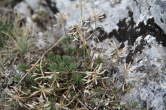 Draba cuspidata