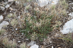 Draba cuspidata