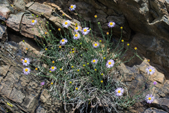 Erigeron breweri porphyreticus